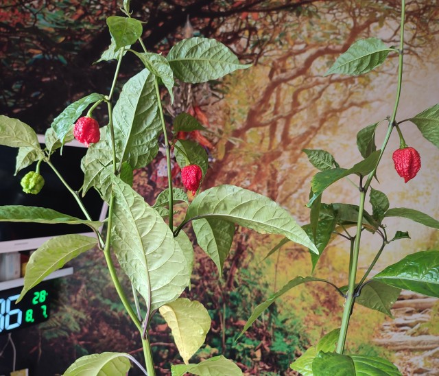 Мой скромный опыт выращивания жнеца