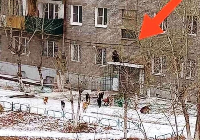 Забавная детская игра – спастись от стаи бездомных собак