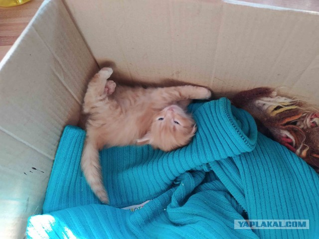 Коробочки наше фсё