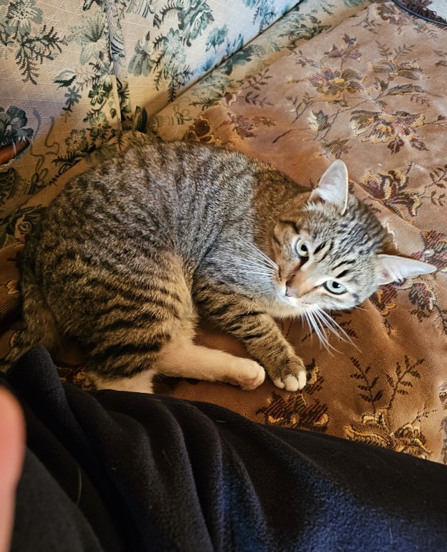 Настырный гость. К котовтонику.