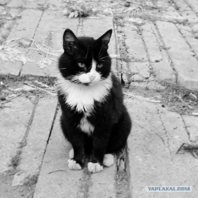 Котовторник 04.06.2013
