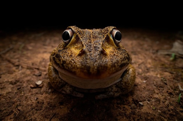 Объявлены финалисты конкурса самых забавных фотографий животных Comedy Wildlife Photography Awards 2024