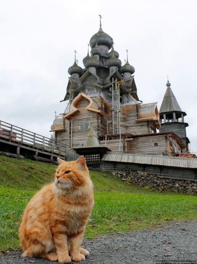 Кошки на развалинах города Помпеи