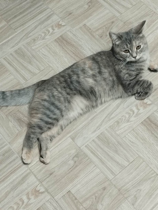 Котовторник