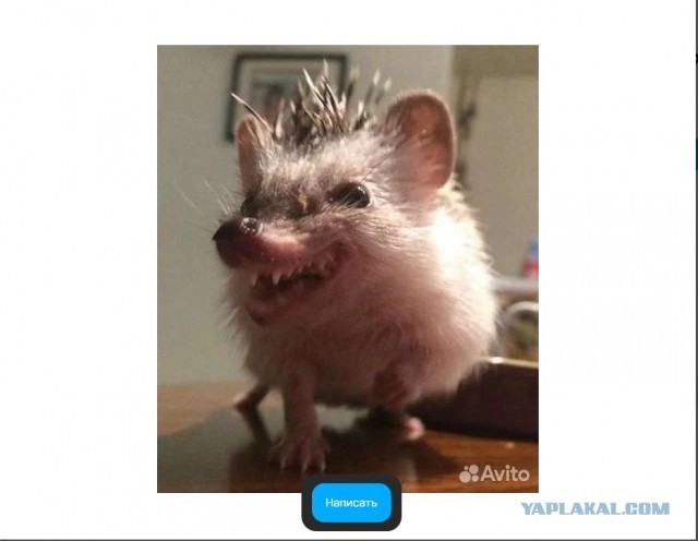 Улыбающийся ёжик