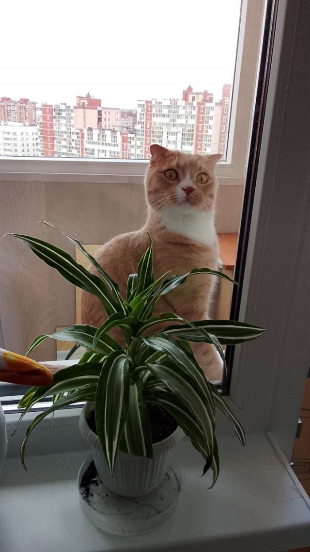 Это что, котовторник?