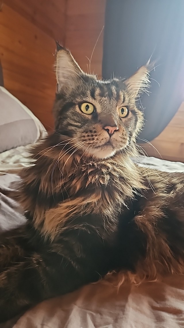 Это что, котовторник?