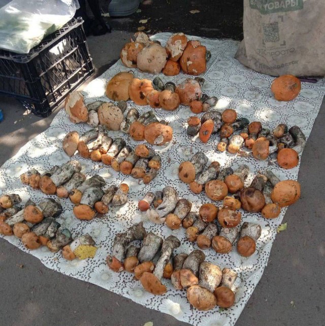 Грибной сезон в Подмосковье стартовал раньше обычного!