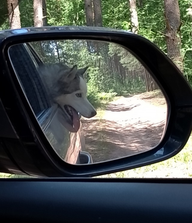 Собакочетверг!