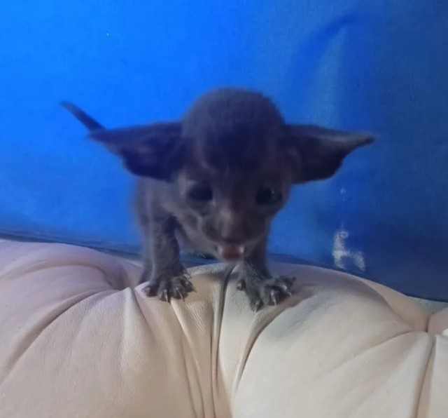 И до котиков добрались