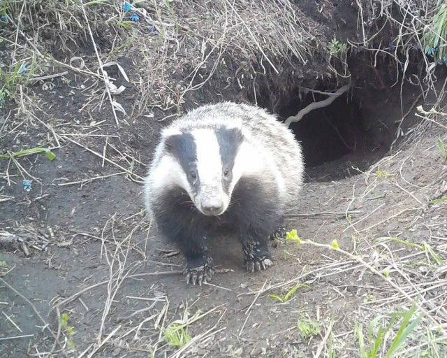 В «Стрельцовской степи», ЛНР, сфоткали европейского барсука