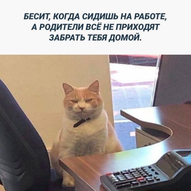 77% американских зумеров приходят на интервью с родителями