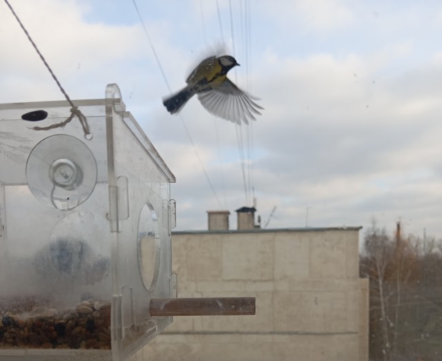 Пора кормить пернатых.