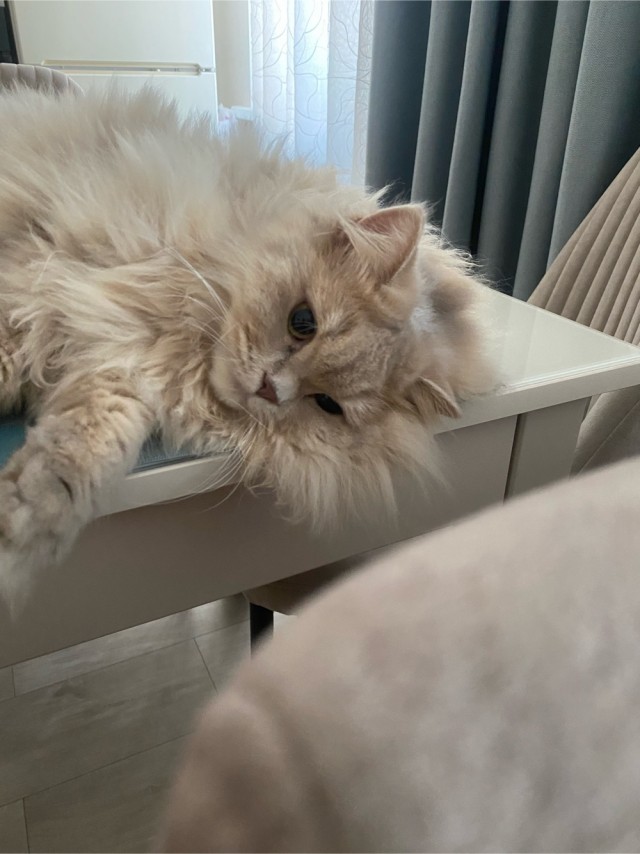 Ну и как такую ругать?