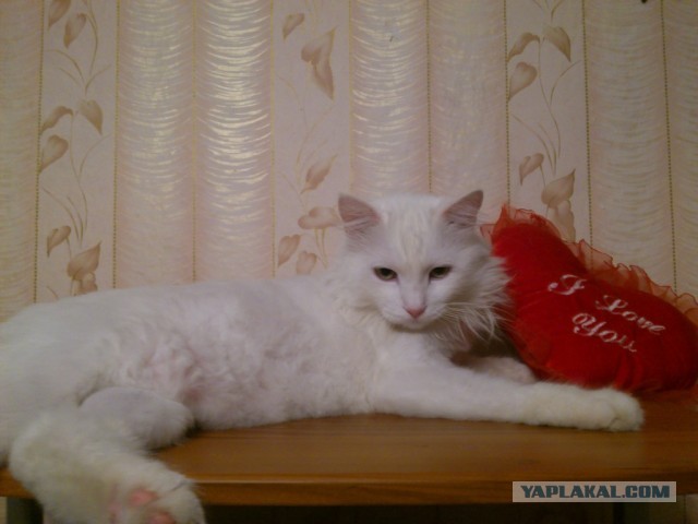 Котовторник 9.07.2013