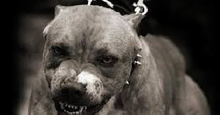 ЦРУ превратило шесть собак в дистанционно управляемых убийц.