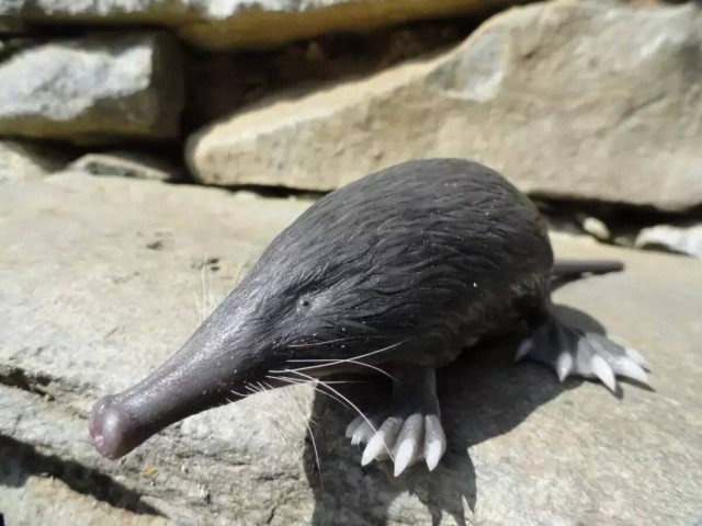 Пиренейская выхухоль: Похож на ошибку эволюции, но это идеальный водный хищник!