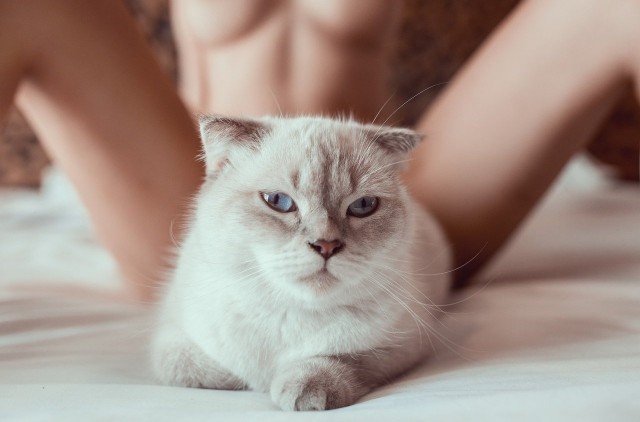 Shurup модерирует ЯП в ночь на 1 января