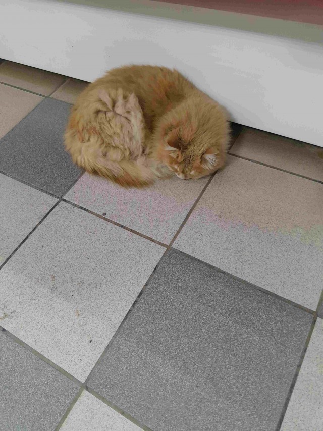 Красивое для котовторника