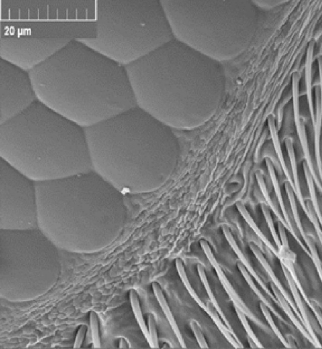 Микромир без дураков и ИИ