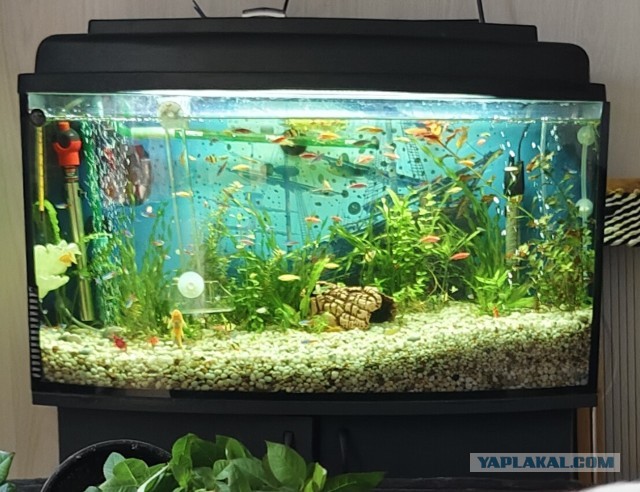 Приложение для аквариумиста