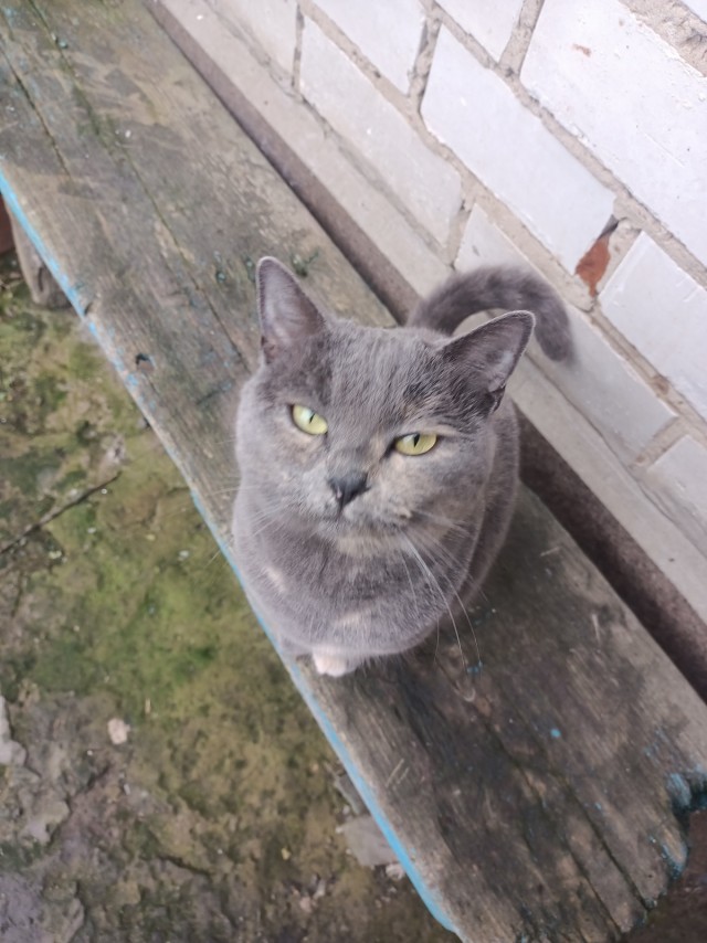 Кот мартовский