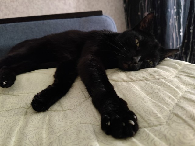 Котовторник 05.05.2026