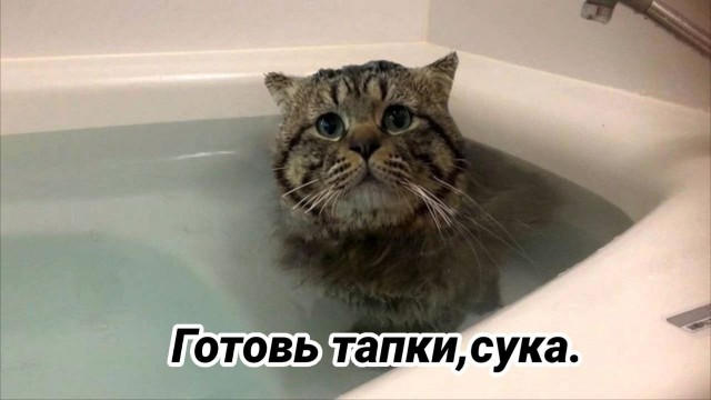 Фотожаба: Грустный котик