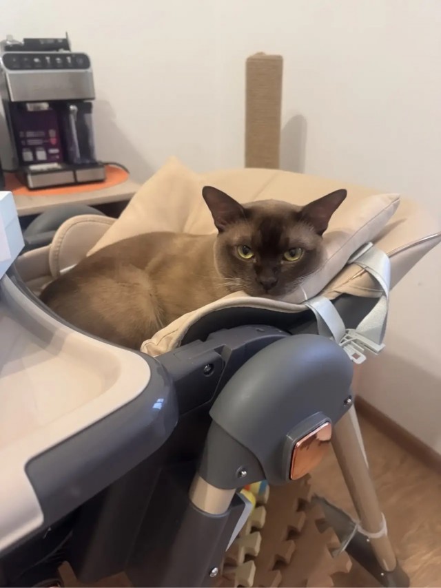 На дворе второй день лета.  Котовторник!