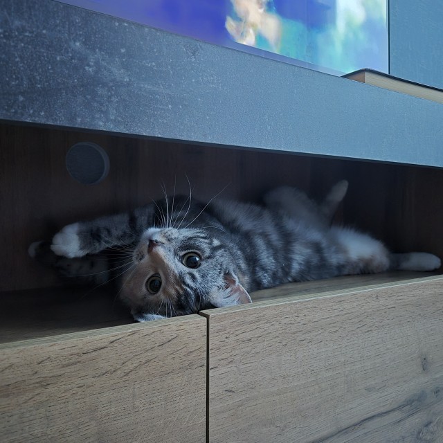 К котовторнику