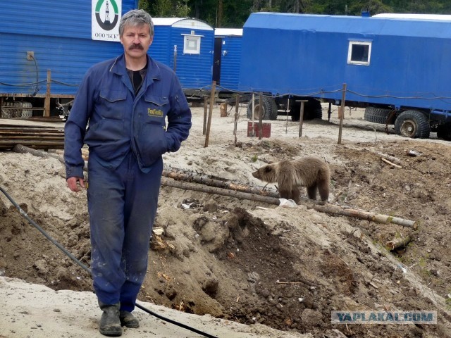 В районе на Алтае, где медведь убил туристку, ликвидировали 12 медведей