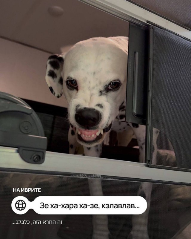 9 мемов про собачку на разных языках