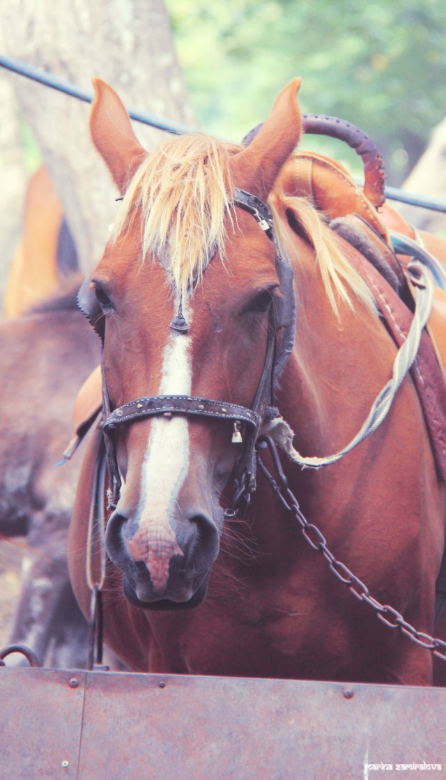 Крым: Судак и окрестности