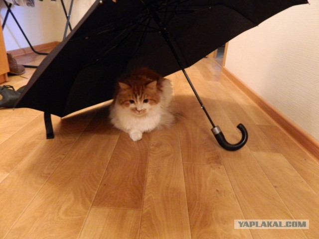 Котовторник  05.11.2013