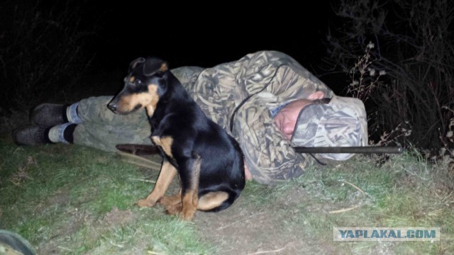 Что такое собака в доме