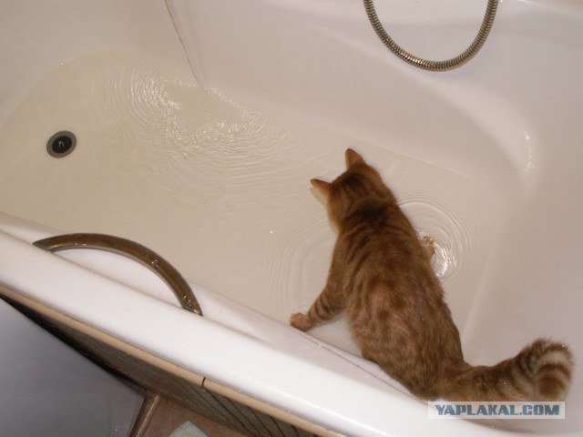 Морской котик, домашний