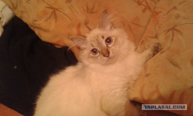 Котовторник 04.03.2014