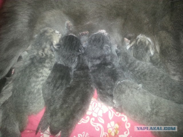 А у нас сегодня кошка родила вчера котят