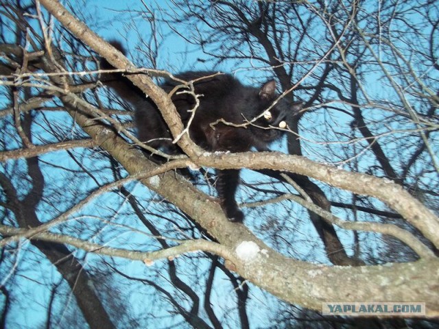 Жизнь домашнего приюта для котеек 34