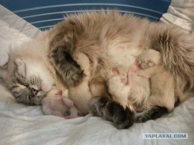 Котовторник.