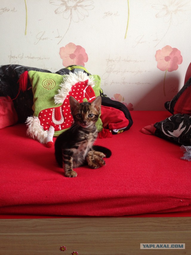 Кот по имени Бобо