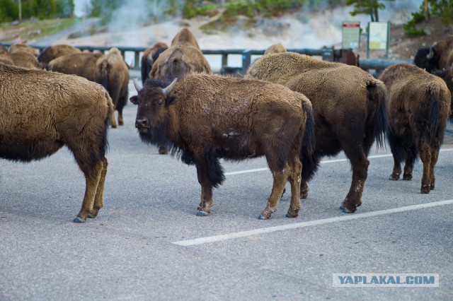 Пока не долбануло в Yellowstone