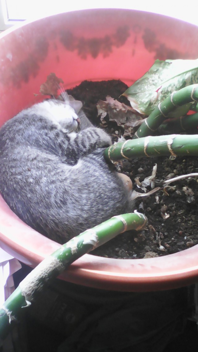 Котофея