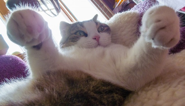 Котовторник