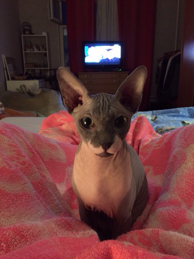 Котовторник