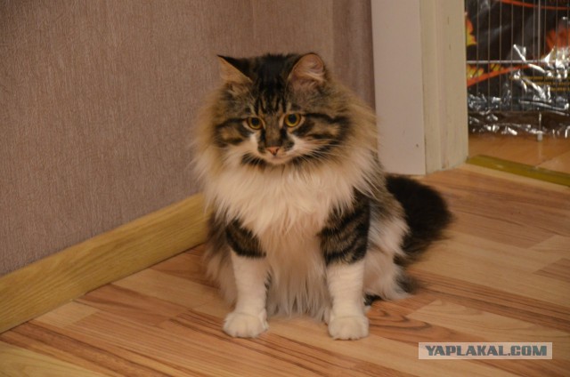 Котовторник 15-09-2015 !