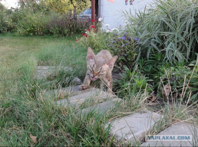 Котовторник 29-09-2015,