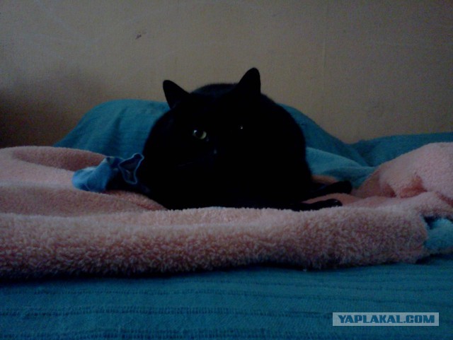 Котовторник 17.11.2015
