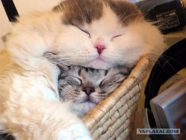 Котовторник