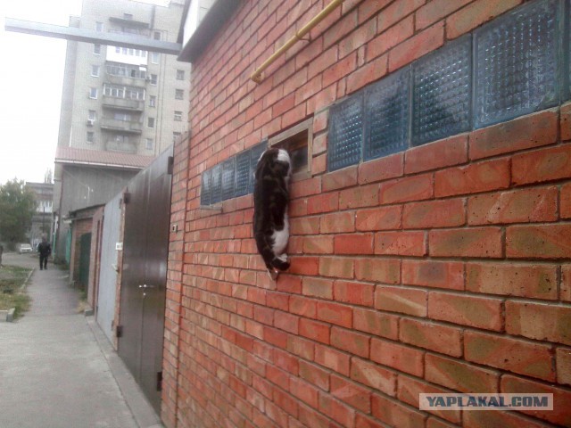 Котовторник